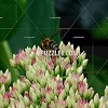 Stock Image - Bee pollinating flowers