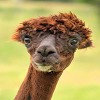 It's Alpaca Haircut Day