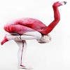 Flamingo or painted woman