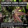 Cannabis Cures Cancer, Big Pharma has the Patent to Prove It 