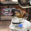 Baby dog playing with bubbles..