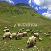 Sheeps in Nature
