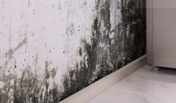 Comprehensive Mold Removal in Toronto