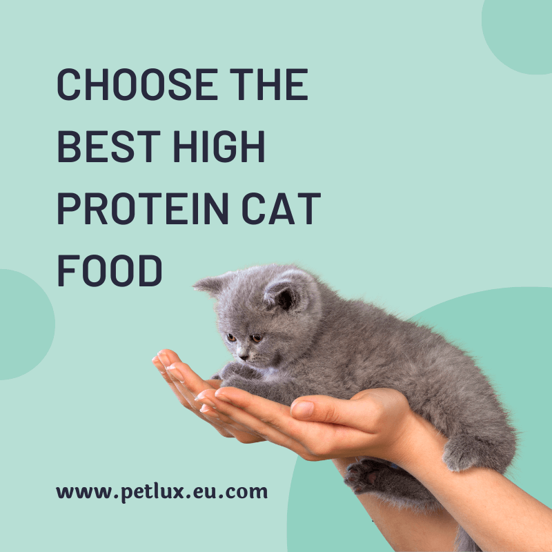 The Ultimate Guide to Choose Best High Protein Cat Food 