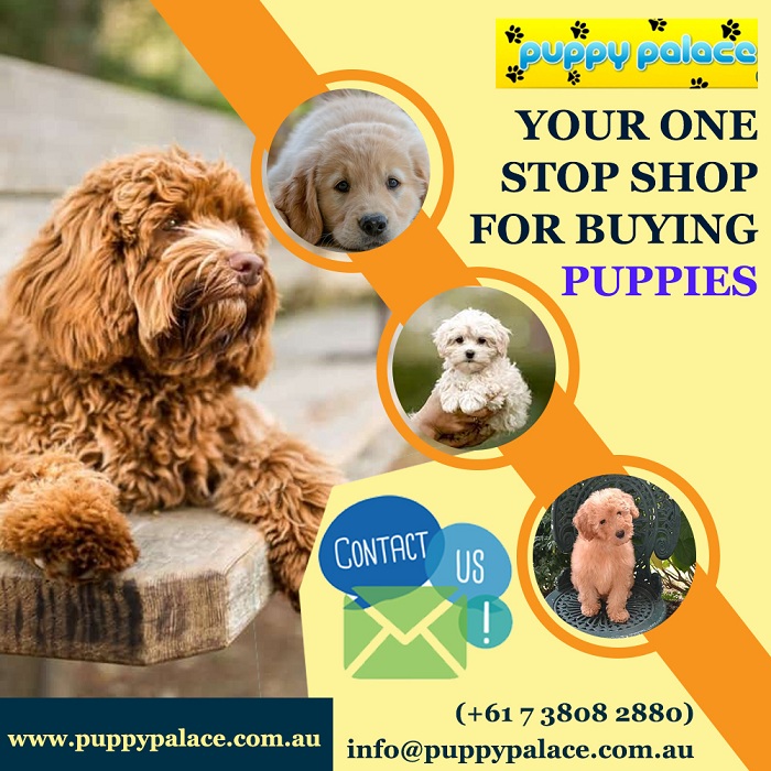 Your One-Stop Shop for Buying Brisbane Puppies for Sale