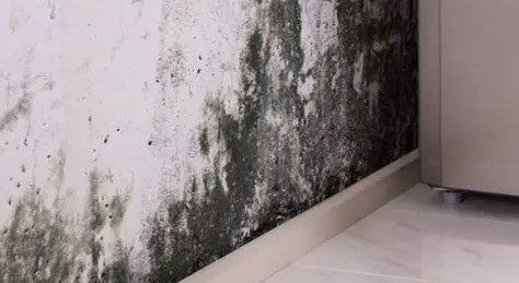 Trusted Mold Removal Toronto - We Ensure a Healthier Home!