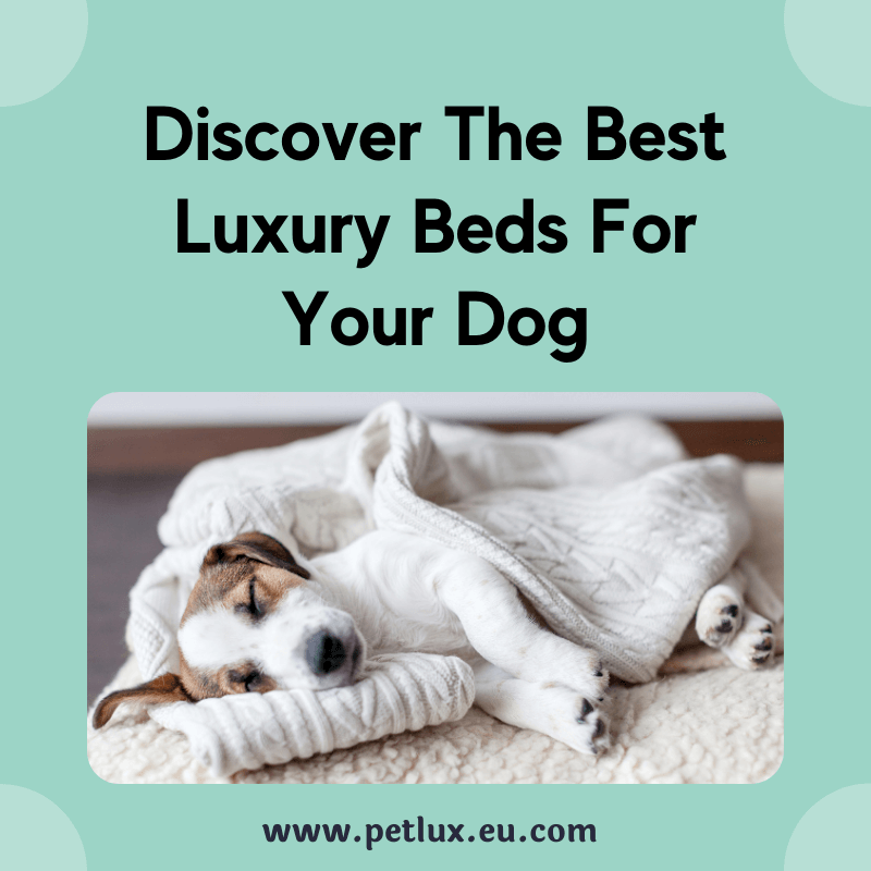 Discover The Best Luxury Beds For Your Dog 