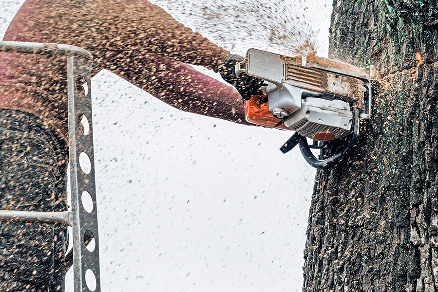 Best Tree Removal Company in Mt Pleasant | Treemen Trees