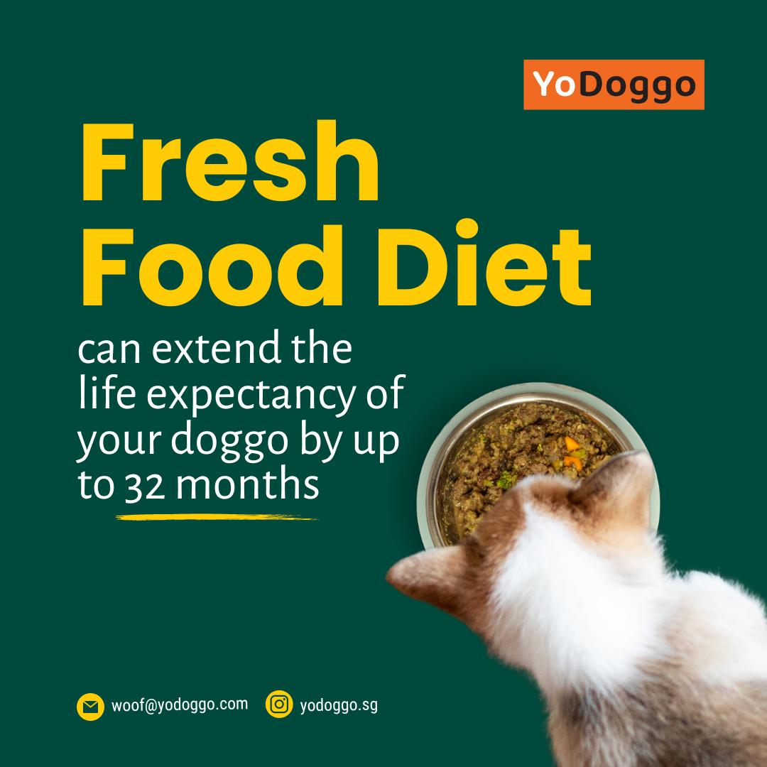 YoDoggo: The Best AAFCO Fresh Dog Food in Singapore