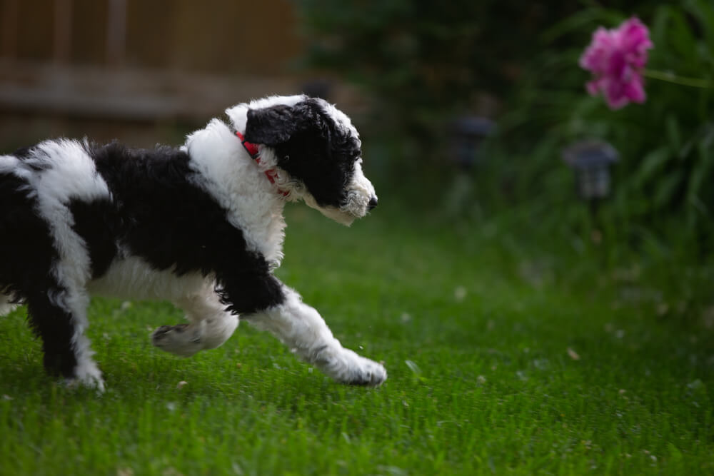 Unleash the canine community with MetaWoofs!