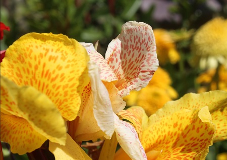 The Best Garden Store Des Moines – Open Every Day from 9 AM to 7 PM 