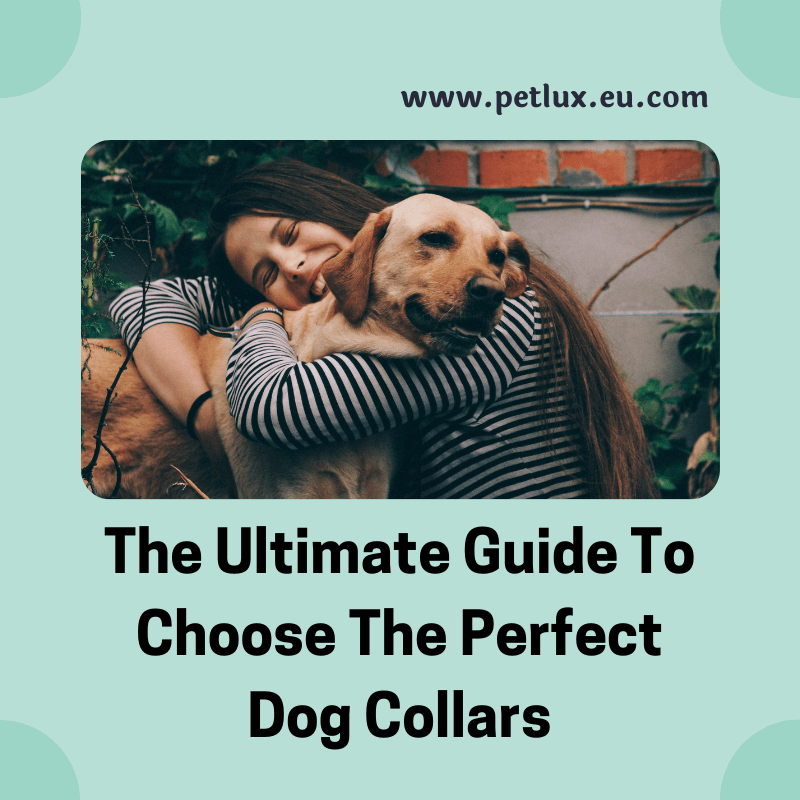 The Ultimate Guide To Choose The Perfect Dog Collars 