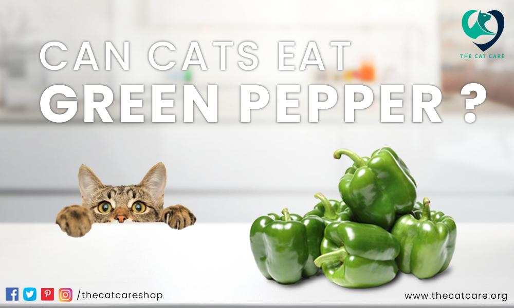 Green peppers are good for cats | The Cat Care