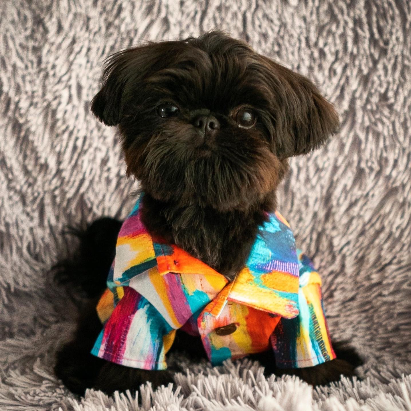 Shih Tzu Puppies