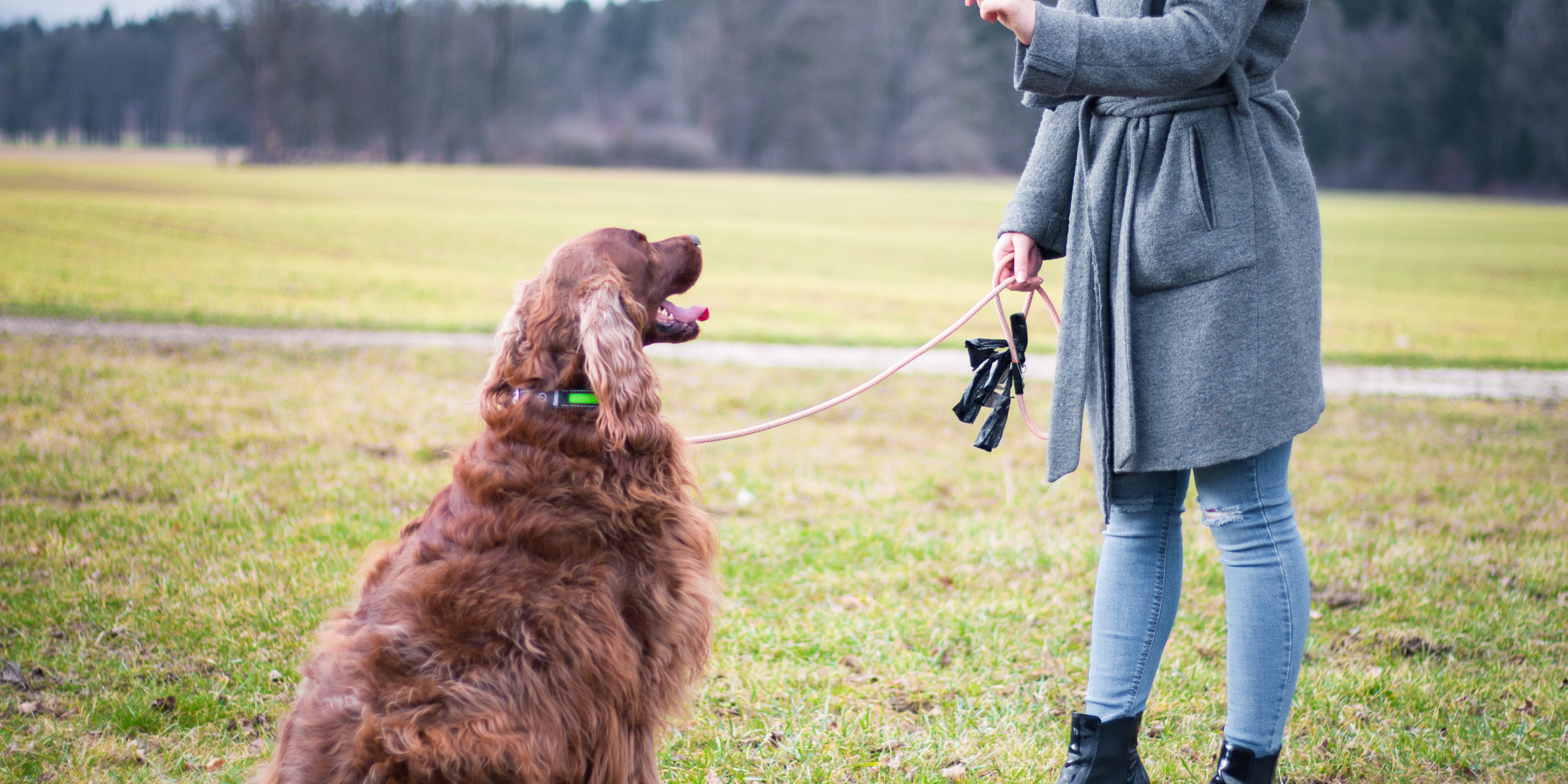 Dog Behavior Training Iowa - Homeward Bound Animal Behavior & Training