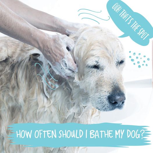 Best Dog Shampoo Online - Vetco
