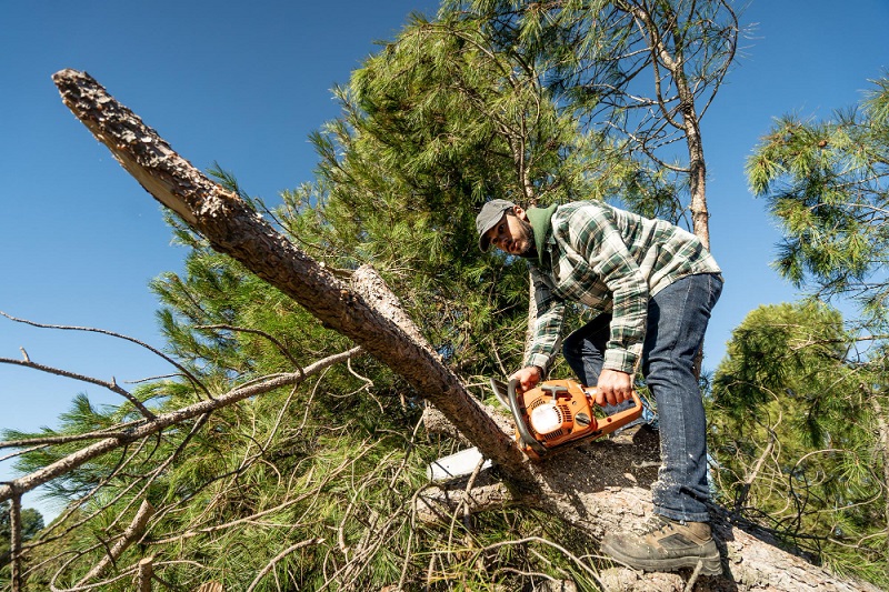 The Tree Guy for Safe Response for an Emergency Tree Removal