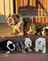 Buy Beautiful male and female English bulldog puppies Logo