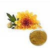 Chrysanthemum Powder Logo