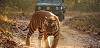 Wildlife Tour Packages In Nagpur Logo