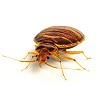 Know about the cost of bed bug removal and the treatment pro Logo