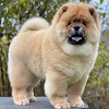 Chow Chow Puppies for sale  Logo