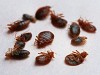 Bed Bug Treatment Cost and Procedure Logo