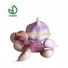 Garlic4u Icon