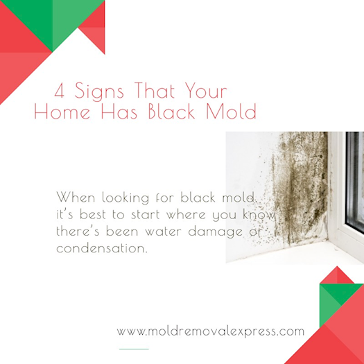 Common signs of black mold in a home