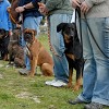 Dog Training Company