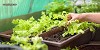 A Beginner's Guide To Growing Vegetables In Your Own Villa Plot - MJR OPUS