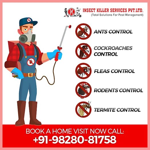 Complete Pest Solution For Your Home