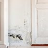 Mold Doctor