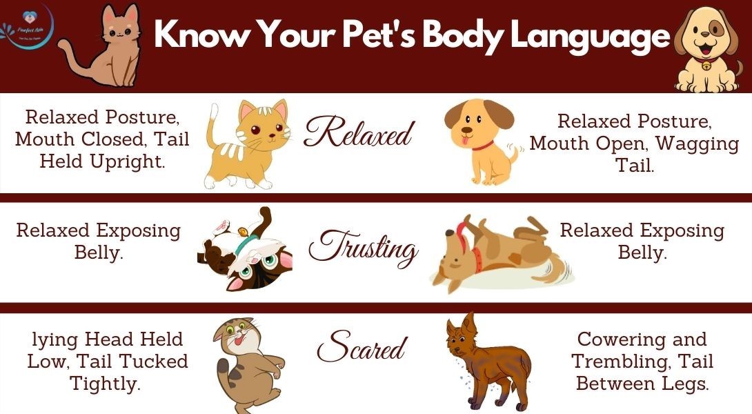 A Guide To Pets's Body Language | Pawfect Asia 