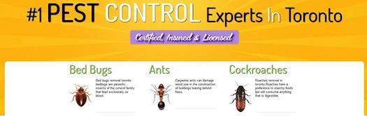 Pest Control in Toronto