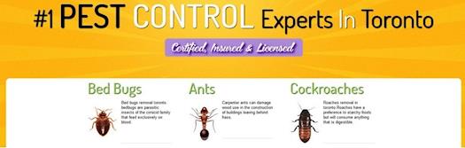 Pest Control in Toronto