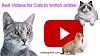 Videos for Cats