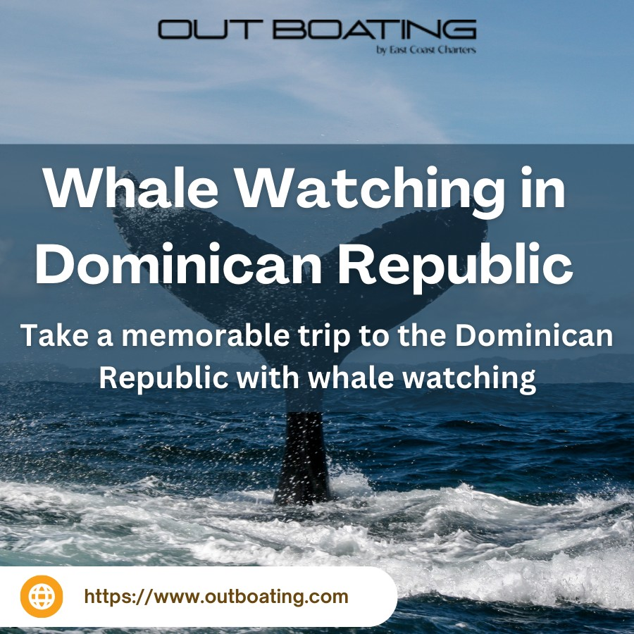Whale Watching in Dominican Republic