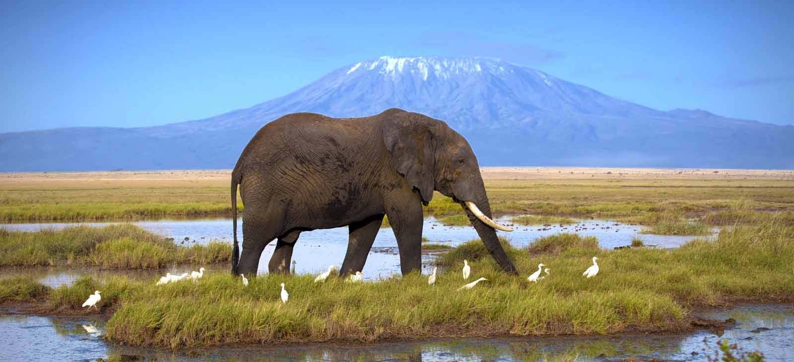 Kenya's all-inclusive safari