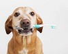 Dog Teeth Cleaning Specialists Near Mount Pleasant, SC