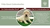 Goldendoodle Puppies Facts | Goldendoodle Puppies | The Doodle Tribe