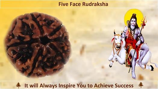 Buy Online Five Face Rudraksha