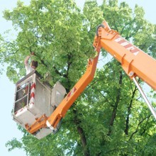 Stump Removal