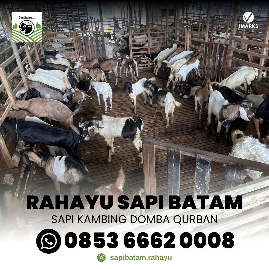 Hub. 0853 6662 0008, Rahayu Sapi Batam Jual Hewan Korban Kambing dan Sapi Wilayah Singapore 