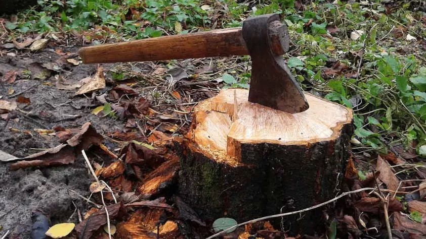 Stump Grinding Service