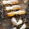 Best Termite Control Companies