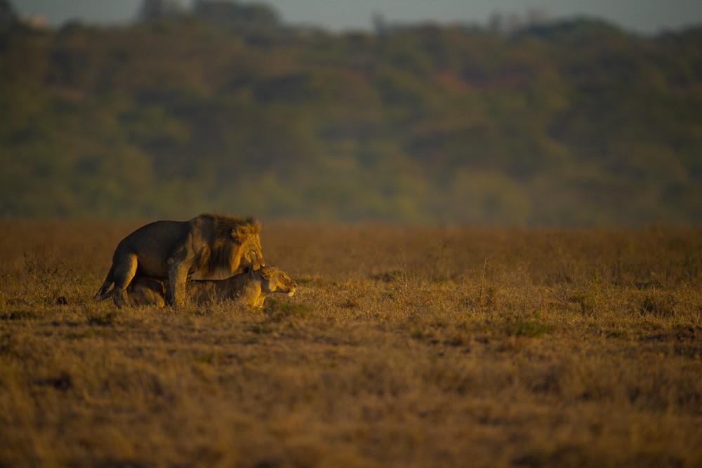 Kenya Wildlife Safari Packages