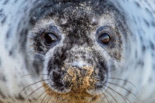 Seal pup on our Baby Seal Workshop in Norfolk