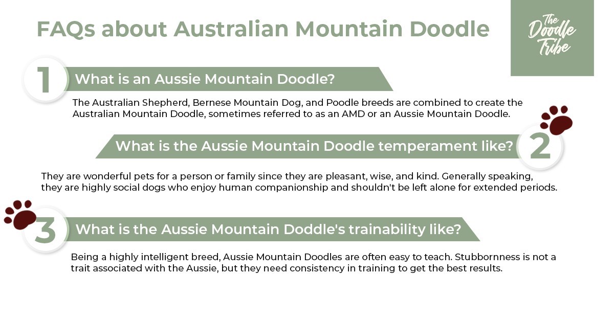 5 things to know about the Australian Mountain Doodle