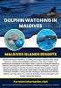 Dolphin Watching In Maldives